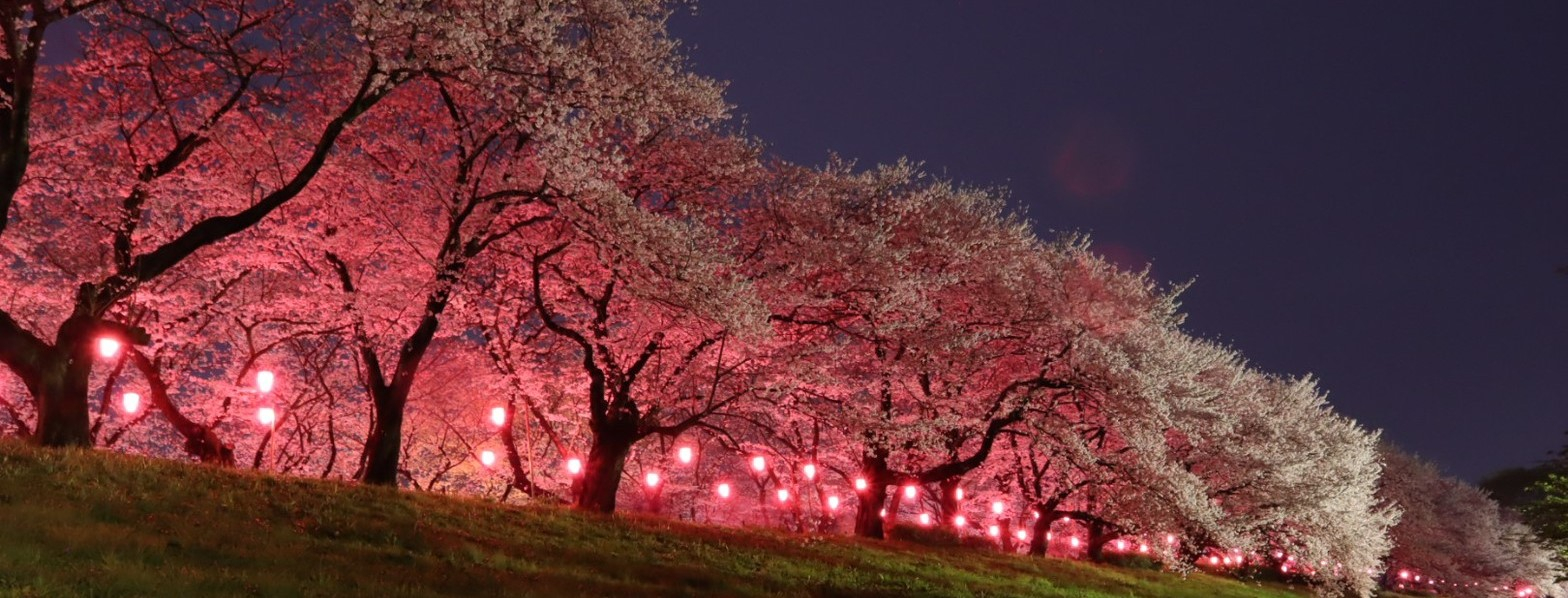 夜桜　２
