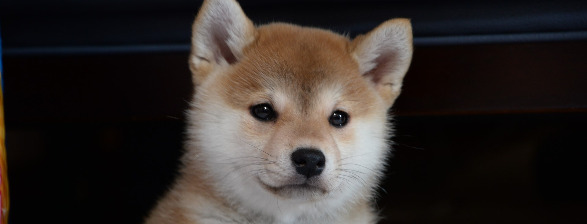柴犬