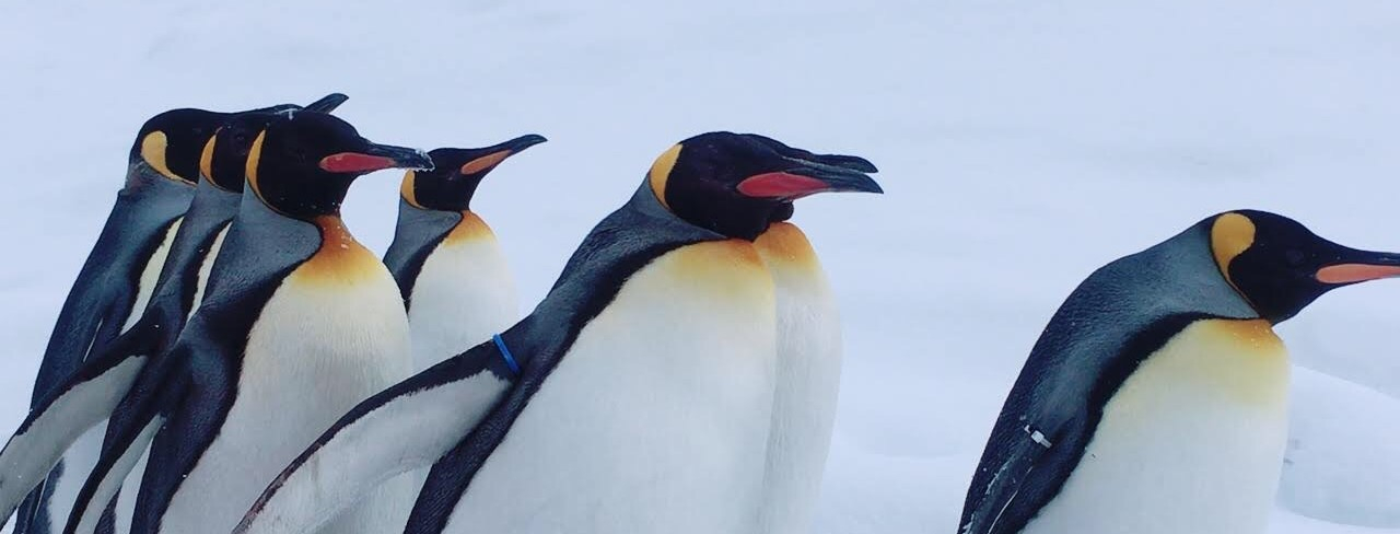 ペンギン