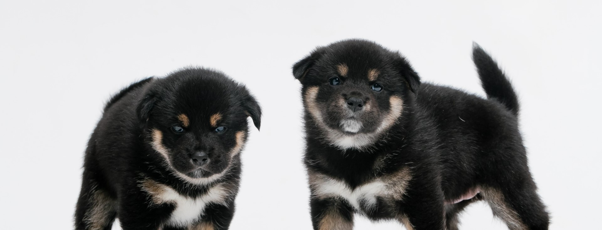 子犬