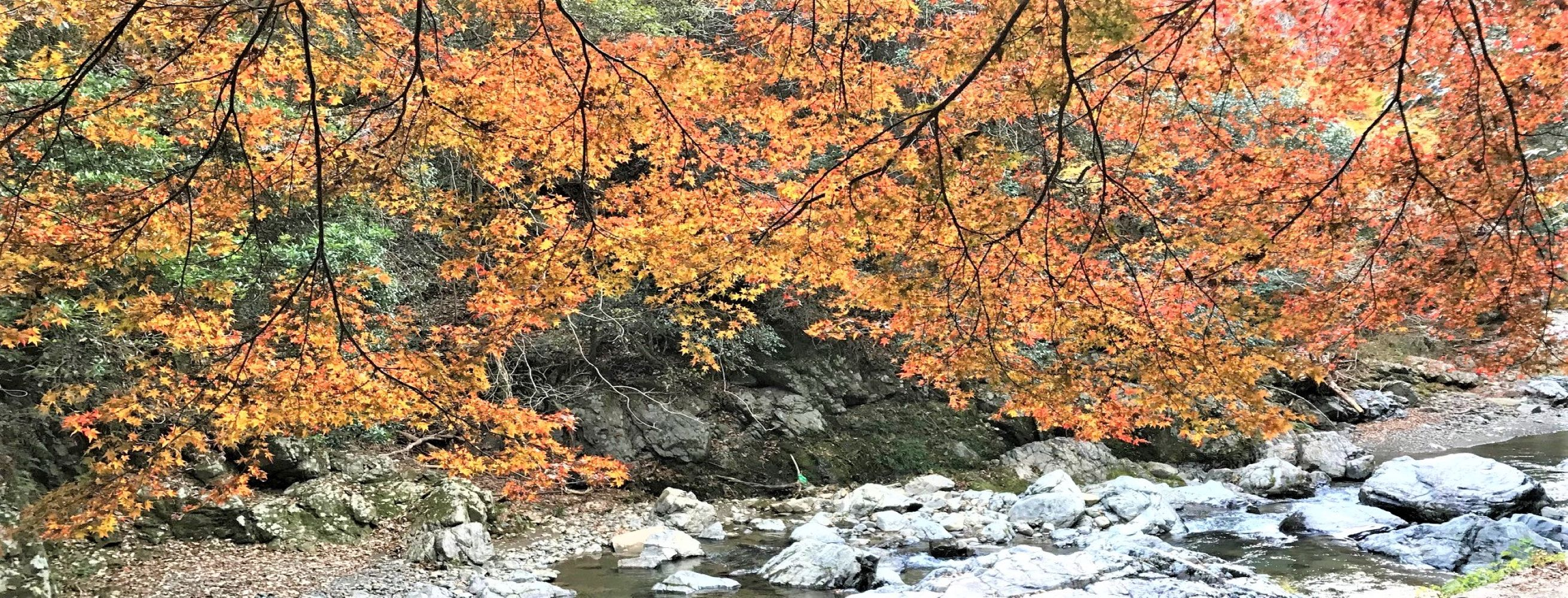 紅葉風景