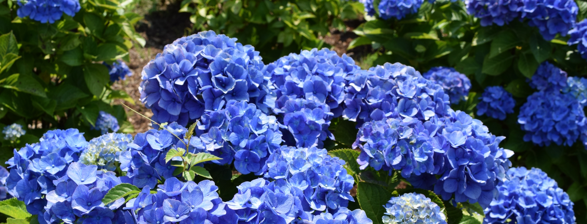 紫陽花