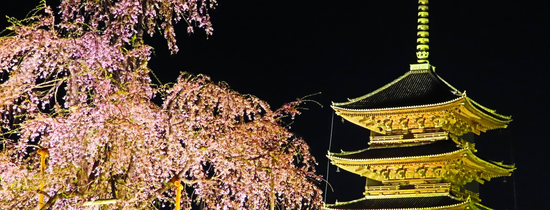 夜桜